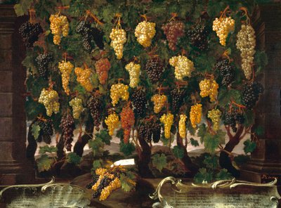 Grapes by Bartolomeo Bimbi